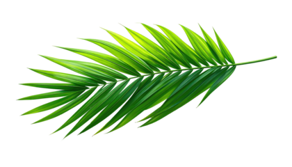 Detailed close-up of a single palm frond.  Bright vibrant green leaves radiate from a central stem.  Sharp, pointed edges.  Isolated on black background