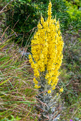 Flora en Llanes, Asturias, España.