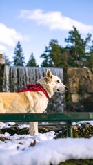 Dog at a winter waterfall