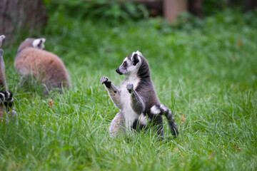 Ring Tailed Lemurs Playing in a Field