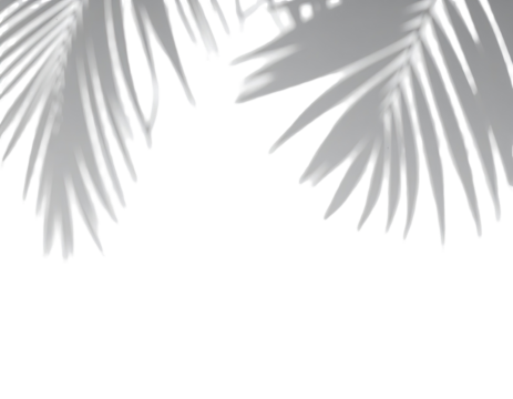 Close-up grayscale image of palm fronds against a dark background.  The fronds are detailed, showing the fine lines and texture