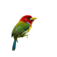 Obraz premium red-headed-barbet--eubucco-bourcierii--femal