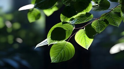 Close-up of lush, verdant foliage with delicate, vibrant green leaves set against a blurred, natural background.