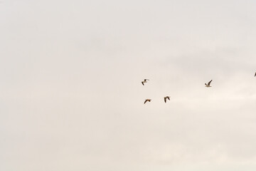 Larus michahellis pertenece a la familia de Laridae.