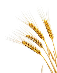 Close-up of golden wheat stalks