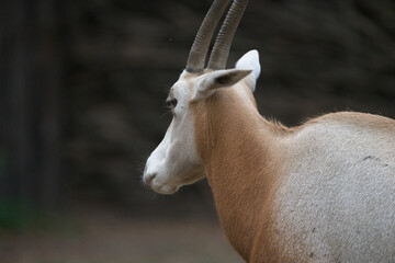 Profile of a Scimitar Horned Oryx