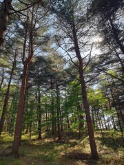 Obraz premium Sunlight Through Pine Forest Canopy