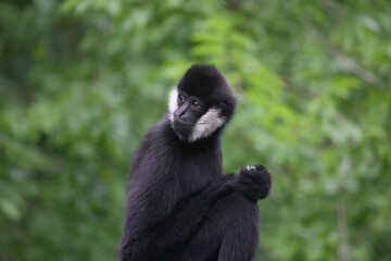White Cheeked Gibbon in Natural Habitat