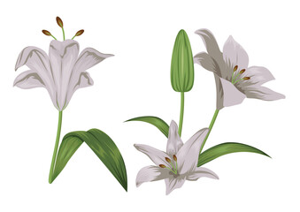 Elegant Lily Flower Illustration Set Floral Botanical Collection