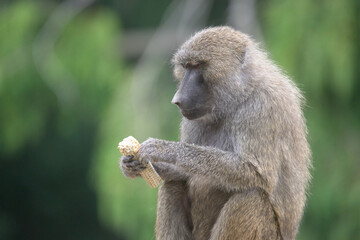 Yellow Baboon Eating Corn in Nature