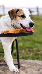 Dog enjoying a treat outdoors