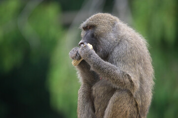 Yellow Baboon Eating Its Favorite Food