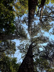 trees and sky