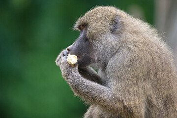 Yellow Baboon Eating a Snack