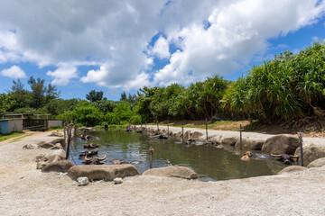 由布島の景色、沖縄、8月