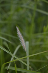 wild flowers in the grass, white fountain grass with grass nature background, green environment. 