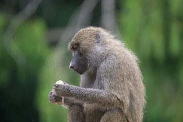 Yellow Baboon Munching on Snack