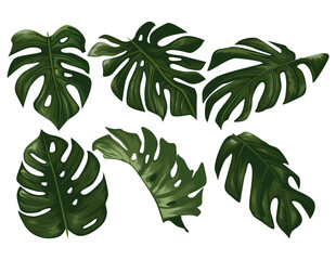 Monstera Leaf Collection Tropical Jungle Botanical Illustrations