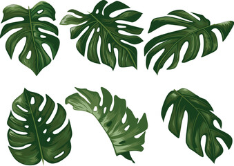 Monstera Leaf Collection Tropical Jungle Botanical Illustrations