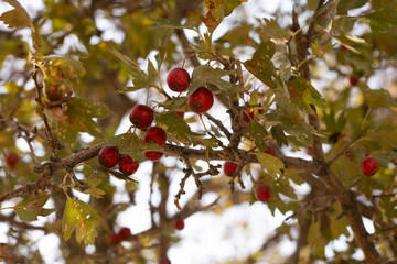 Red berries on a tree branch, hawthorn