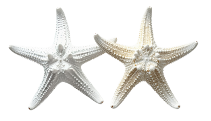 Two starfish, white and cream