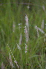 wild flowers in the grass, white fountain grass with grass nature background, green environment. 