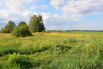 Scenic Meadow with some trees Under a sunset Sky with clouds