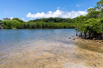 西表島の汽水域とマングローブ林