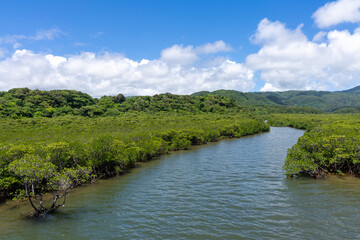 西表島の汽水域とマングローブ林