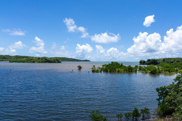 西表島の汽水域とマングローブ林