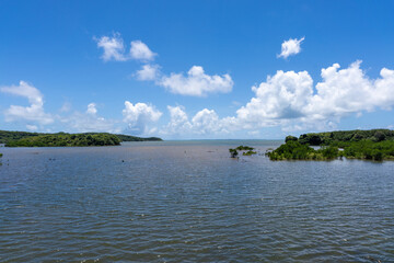 西表島の汽水域とマングローブ林