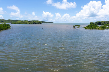 西表島の汽水域とマングローブ林