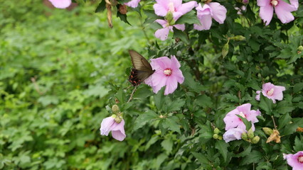 butterfly on a flower