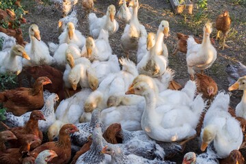 Obraz premium Large group of goslings and chickens feeding together outdoors on a rural farm. White geese and brown hens on green grass in evening light. Countryside poultry farming and agriculture lifestyle.