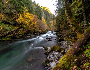Autumnal mountain stream flowing through a lush forest