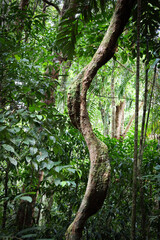 Mossy Tree in the Rainforest
