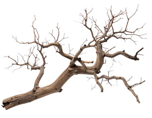 Barren Branch: A solitary, stark tree branch stretches across the frame, its gnarled form and intricate network of twigs a testament to the enduring beauty of nature, photographed in sharp detail.