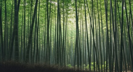 Obraz premium Dense bamboo forest, light filtering through