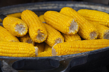 Golden ears of corn close-up. Cooked ripe ears of corn lie in a large black vat. Rows of juicy, golden kernels, tightly packed together.