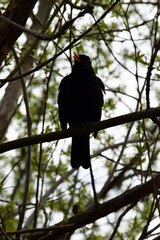 Singende Amsel in Buschwerk