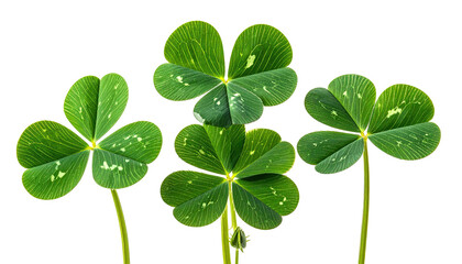 Four vibrant clover leaves against a black background