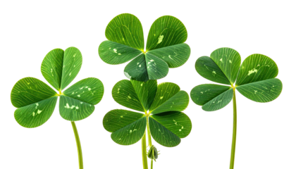 Four vibrant clover leaves against a black background