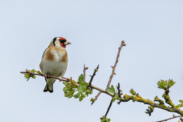 European Goldfinch (Carduelis carduelis) in Dublin (Ireland)