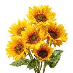Bright yellow sunflower flowers with green leaves white background