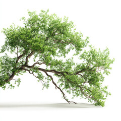 Obraz premium Green tree branch with fresh foliage isolated on white background