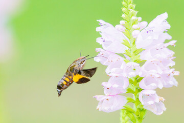 高速で飛び回り花の蜜を吸うホウジャク
