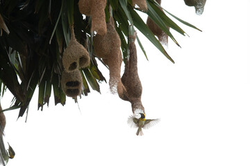 A baya weaver bird perched on a pendant nest in a forest, a Baya Weaver is building elegant nests. Palm tree with group of baya weaver bird nests hanging.