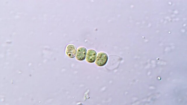 Microalgae cells under microscopy view, green algae 