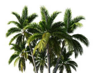 Vibrant 3D Palm Tree Group in Tropical Style Isolated on Transparent Background PNG