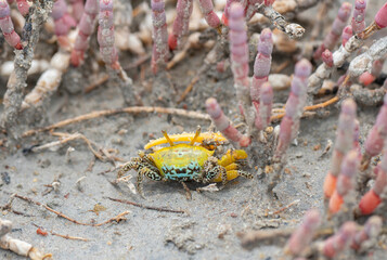 A fiddler crab on the salt flats beach sand at ennore beach, chennai, tamilnadu, India. A fiddler crab ready to fight, family Ocypodidae, ghost crab and mangrove crab.